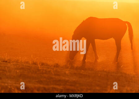 Wild horse grazes in the meadow at sunset Stock Photo