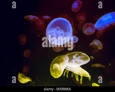 close up of  large bright colorful jellyfishes swimming in the dark water of aquarium.d