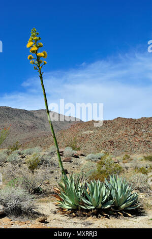 Blooming Century Plant, Glorietta Canyon, Anza-Borrego Desert State Park, CA, USA 120328 30217 Stock Photo