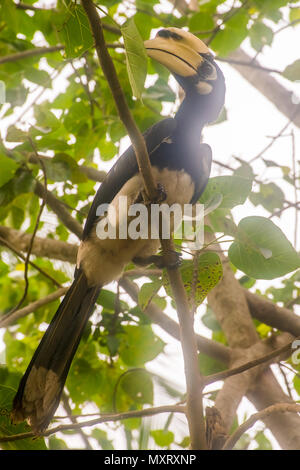 Great hornbill, Buceros bicornis in wild nature in the Ko Ngai Island in Thailand Stock Photo