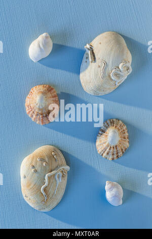Sea shells on a painted blue background. Stock Photo
