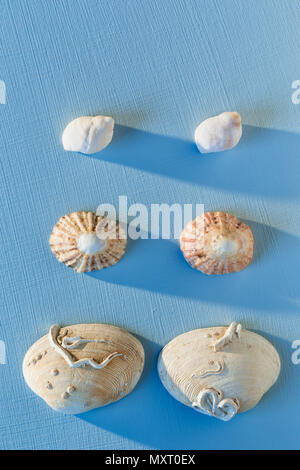 Sea shells on a painted blue background. Stock Photo