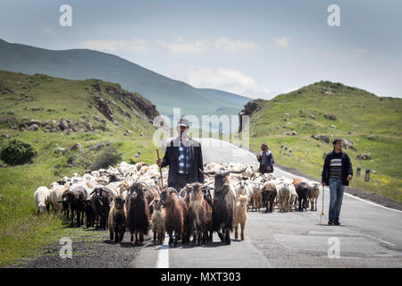 Areni, Armenia, 2nd June, 2018: armenian man herding his sheep in a countryside Stock Photo