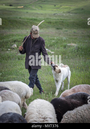 Areni, Armenia, 2nd June, 2018: armenian man herding his sheep in a countryside Stock Photo