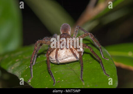 spider with a cocoon full of small spiders Stock Photo