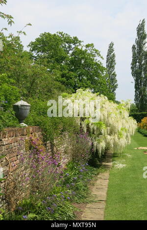 A magnificent white wisteria alongside the brick walls in the long border at Sissinghurst Castle Garden, Kent (National Trust). Stock Photo