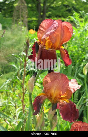 The stunning iris, Pride of Kent, with its coppery tones features in the gardens at Sissinghurst Castle Stock Photo