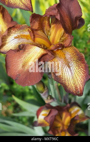 The stunning iris, Pride of Kent, with its coppery tones features in the gardens at Sissinghurst Castle Stock Photo