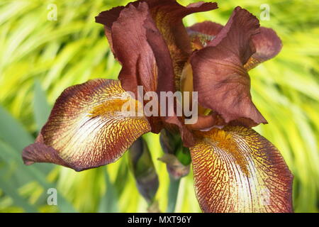 The stunning iris, Pride of Kent, with its coppery tones features in the gardens at Sissinghurst Castle Stock Photo