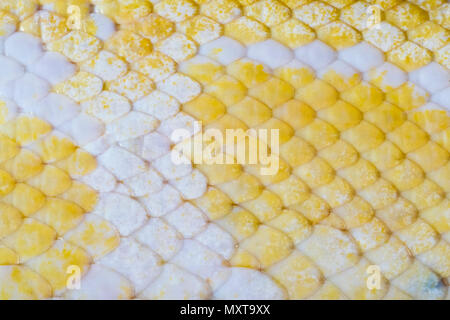 Macro close up, Golden Thai Python (Python bivittatus) snake skin texture. Stock Photo