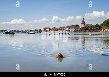 Cooling off in Bosham harbour on a bright sunny day in June. The dog is a Cockerpoo. Stock Photo