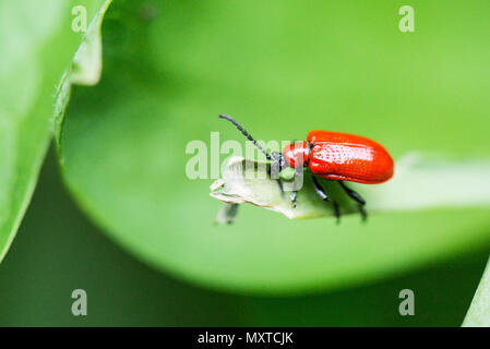 A scarlet lily beetle (Lilioceris lilii) on a snake's head fritillary (Fritillaria meleagris) leaf