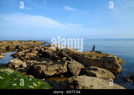 Cormorant perched on the rocks of filey brigg north yorkshire UK Stock Photo