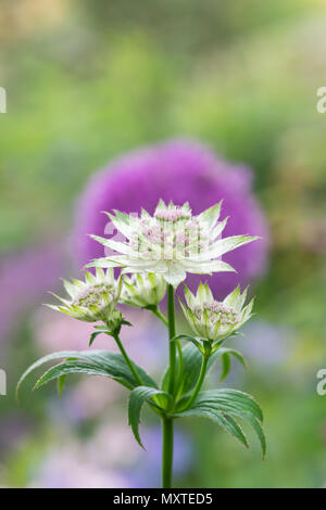 Astrantia Buckland flower against a green background in an English garden