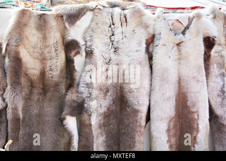 Fur skins of deer on the wall of the yurt Stock Photo