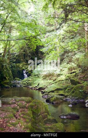 Akame 48 Waterfalls: Mysterious scenery with giant trees & huge moss covered rock formations, untouched nature, lush green vegetation, cascading water Stock Photo