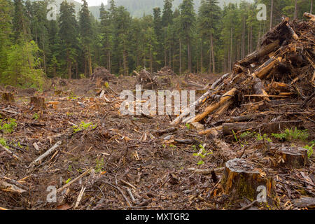 Deforestation logging on Vancouver Island. Clearcut trees. British Columbia Canada.