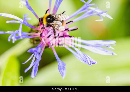 Bee feeding on purple pink and black spiky thin flower spread out with green leaves in background off-centre Stock Photo