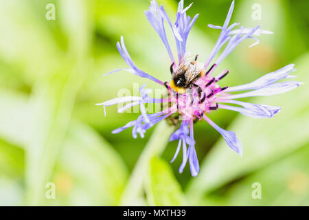 Bee feeding on purple pink and black spiky thin flower spread out with green leaves in background off-centre Stock Photo