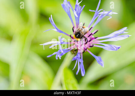 Bee feeding on purple pink and black spiky thin flower spread out with green leaves in background off-centre Stock Photo