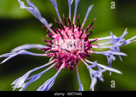 Purple pink and black spiky thin flower spread out with green leaves in background off-centre Stock Photo