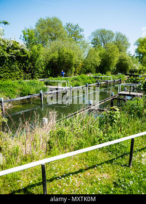 Monkey Marsh Lock one of Two Turf sided locks,  River Kennet, Ancient Monument, Thatcham, Newbury, Berkshire, UK, England, UK, GB. Stock Photo