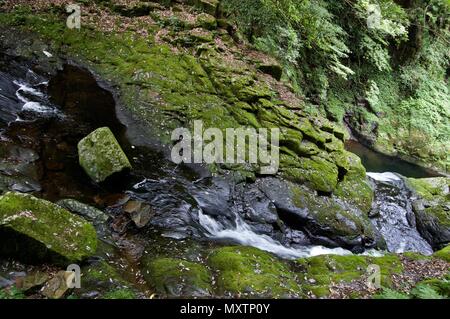 Akame 48 Waterfalls: Mysterious hiking trails, giant trees & moss covered rocks, untouched nature, lush vegetation & cascading waterfalls in Japan Stock Photo