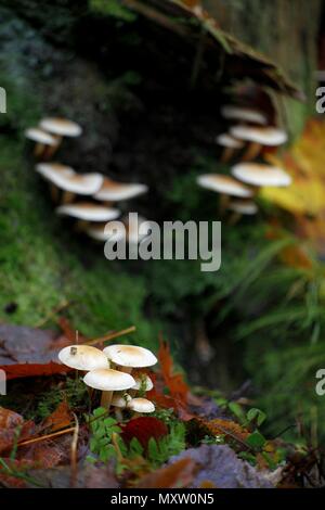 Conifer tuft mushroom, Hypholoma capnoides, wild  edible mushroom from Finland Stock Photo