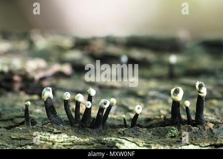 Tilia fungus, Holwaya mucida.  This is the asexual reproductive stage called anamorph. Stock Photo