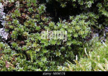 Capillary Thread-moss, Bryum capillare Stock Photo