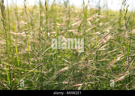 close up of a meadow with flowering bromus sterilis in spring Stock Photo