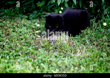 Black cat hunting a little field mouse Stock Photo