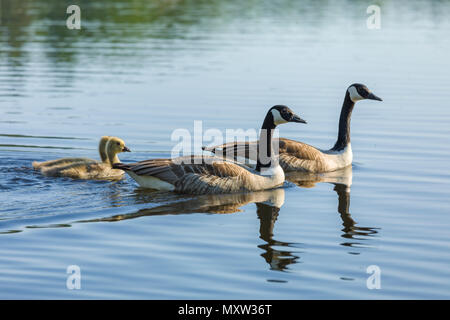Canada goose (Branta canadensis) family with goslings on Lake Sävelången, Sweden Stock Photo