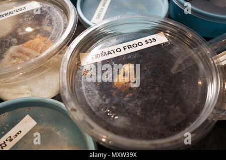 Frogs in small plastic containers for sale and on display at an exotic reptiles show. Stock Photo