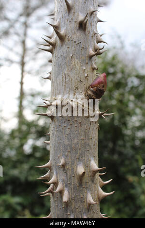 The very spiky stem of the Kalopanax pictus, also known as Castor Aralia. Stock Photo