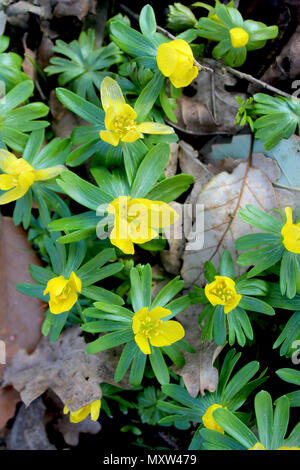 The beautiful bright yellow flowers of Anemone ranunculoides, also known as the yellow wood anemone, or buttercup anemone, viewed from above. Stock Photo