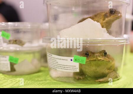 Frogs for sale and on display in tiny plastic containers at an exotic reptiles show. Stock Photo