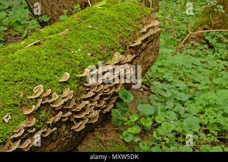 Shelf mushrooms and moss growing on the trunk of a fallen tree in the forest, close up, selective focus Stock Photo