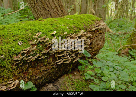 Shelf mushrooms on a mossy trunk of a fallen tree in the forest, close up, selective focus Stock Photo