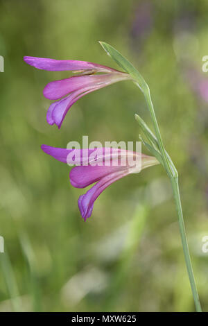 Italian Gladiolus - Gladiolus italicus Stock Photo