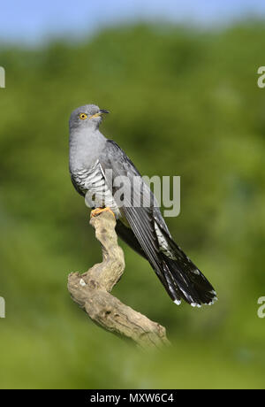 Cuckoo - Cuculus canorus Stock Photo