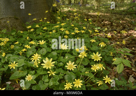 Lesser Celandine - Ranunculus ficaria Stock Photo