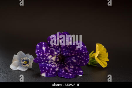 crazy space flower, light blue flower and yellow flower Stock Photo