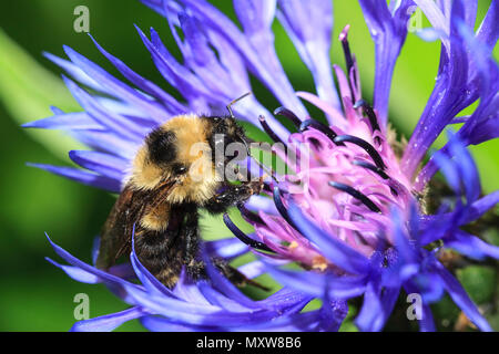 A honey bee, apis mellifera, is on a Montana cornflower, centaurea montana, at Manito Park in Spokane, Washington. Stock Photo