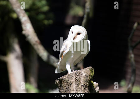 White barn owl (Tytonidae family). one of the two families of owls. Stock Photo