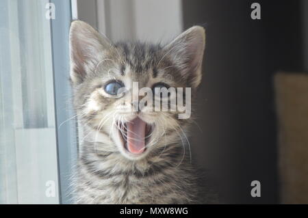Tabby kitten with blue eyes, 6 weeks old Stock Photo