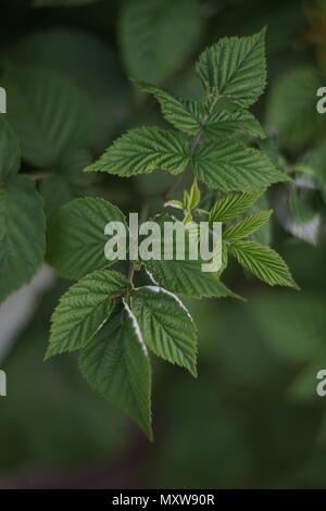 leaves of raspberry bush Stock Photo
