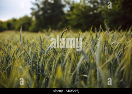 field of rye in summer Stock Photo
