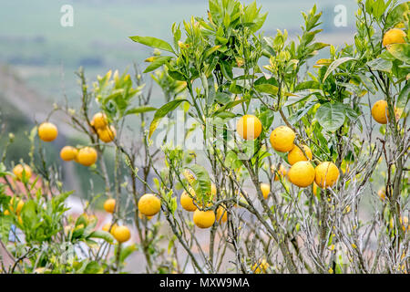 Oranges are ripening on the tree in Obidos, Portugal. Stock Photo