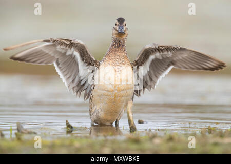 Garganey (Anas querquedula), adult female spreading its wings Stock Photo